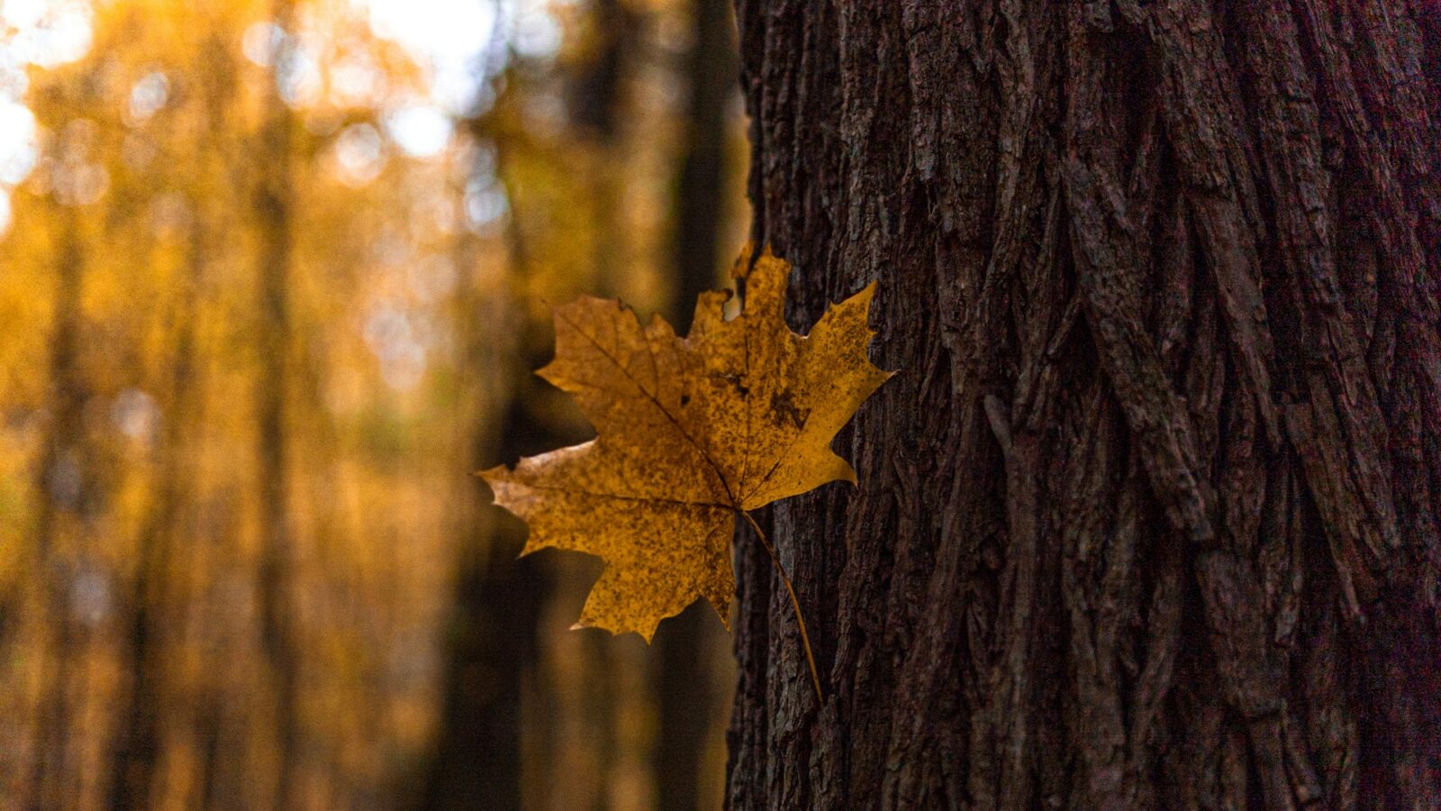 a maple leaf stuck on the side of a maple tree