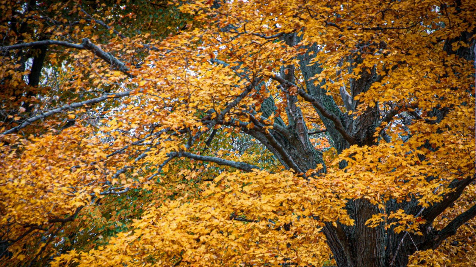 Fall leaves in Ontario. Shariff & Associates is honoured to be named among Canada’s top-ranked law firms in the 2026 edition of Best Law Firms™ – Canada.